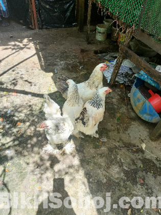 লাইট ব্রাহমা মোরগ মুরগি বিক্রয় হবে।